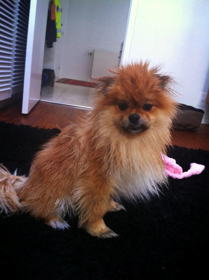 Pomeranian Basse - Nyvasket :-)  billede 12