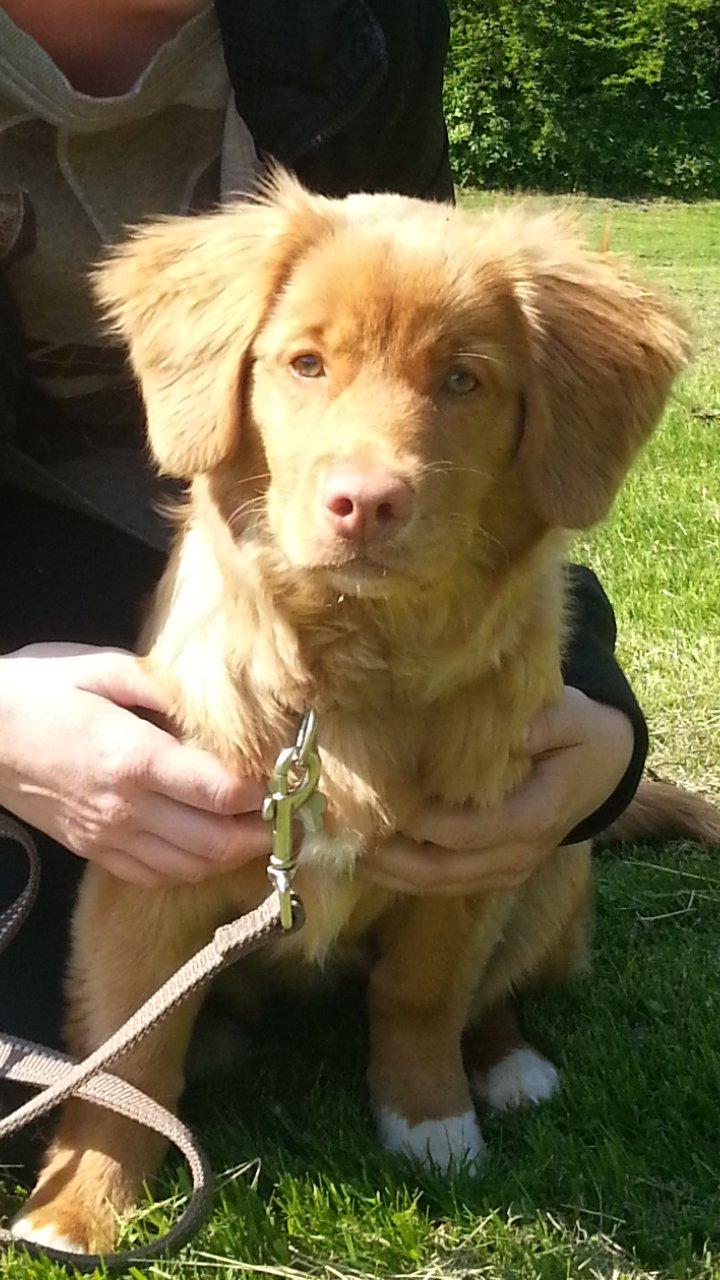 Nova scotia duck tolling retriever Mika "Himmelhund"  billede 28