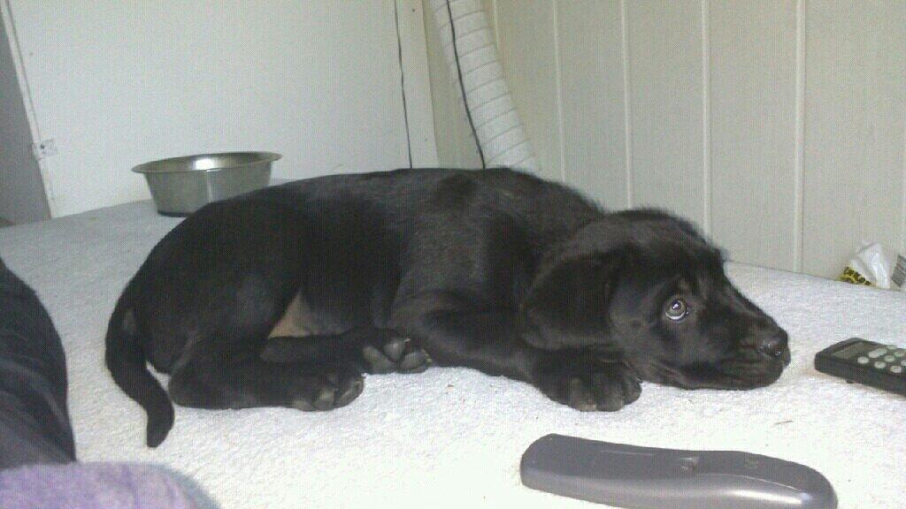 Blanding af racer king billede 1