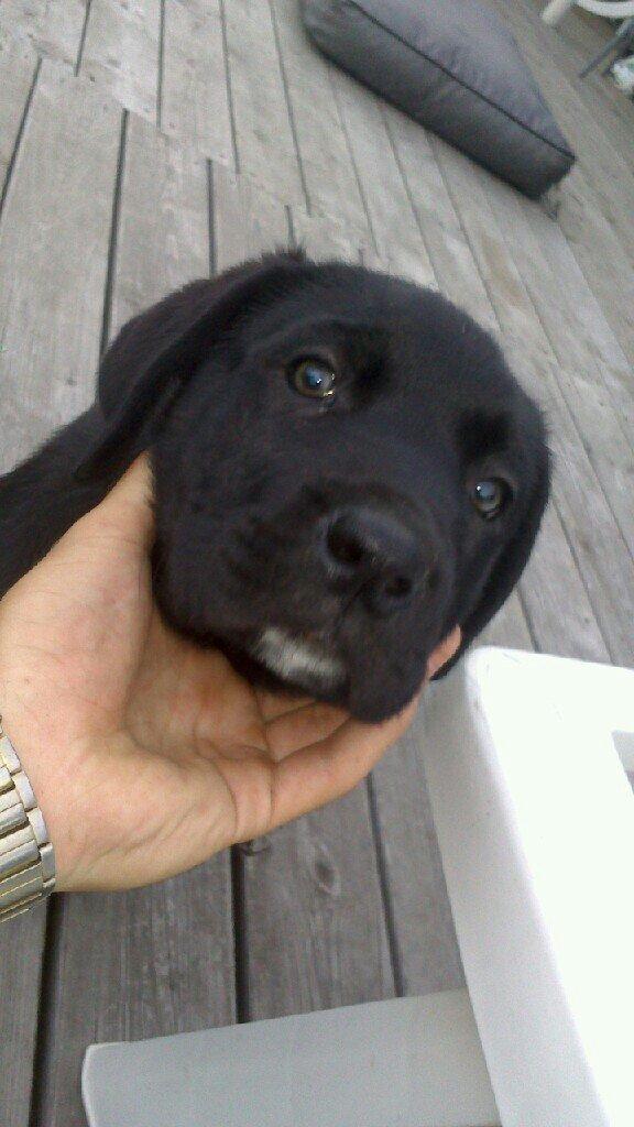 Blanding af racer king billede 2