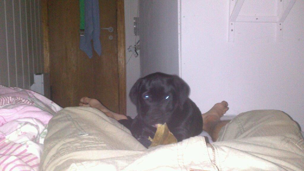 Blanding af racer king billede 3