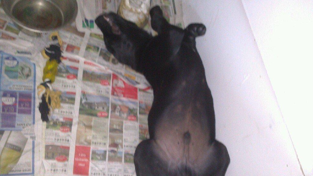 Blanding af racer king billede 4