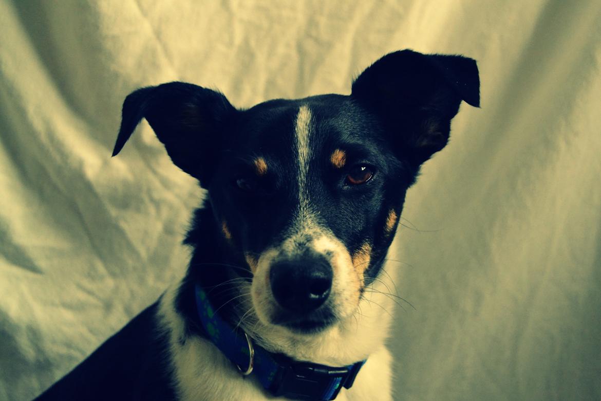 Dansk svensk gaardhund mikkel ( mini ko ) billede 19