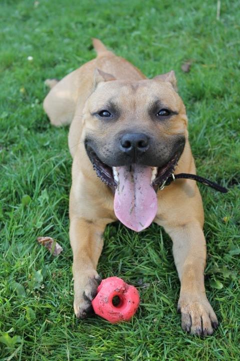 Staffordshire bull terrier KBHV2015 Wenk Staff' s King In A Corner aka Elo billede 25