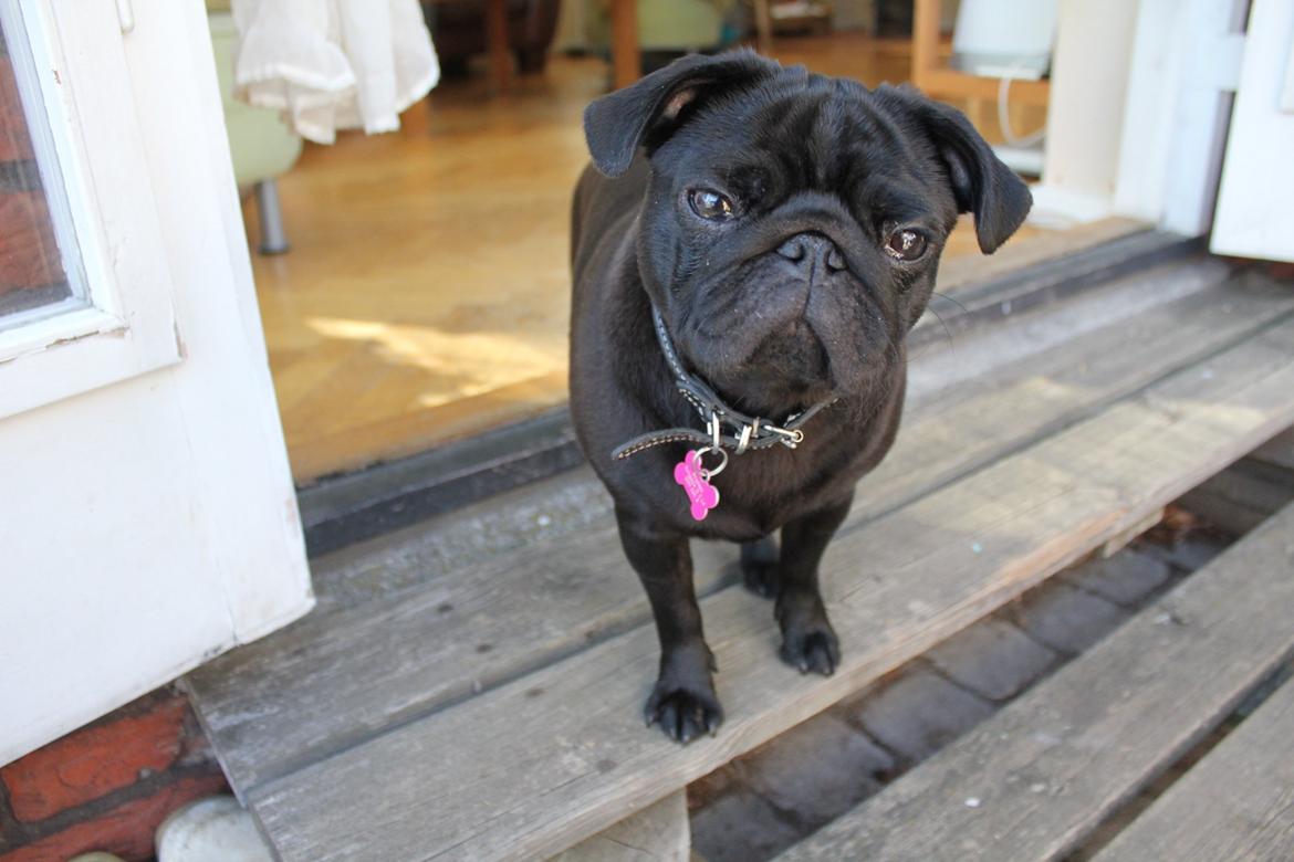 Mops Berta billede 30