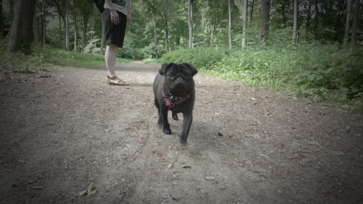 Mops Berta billede 27