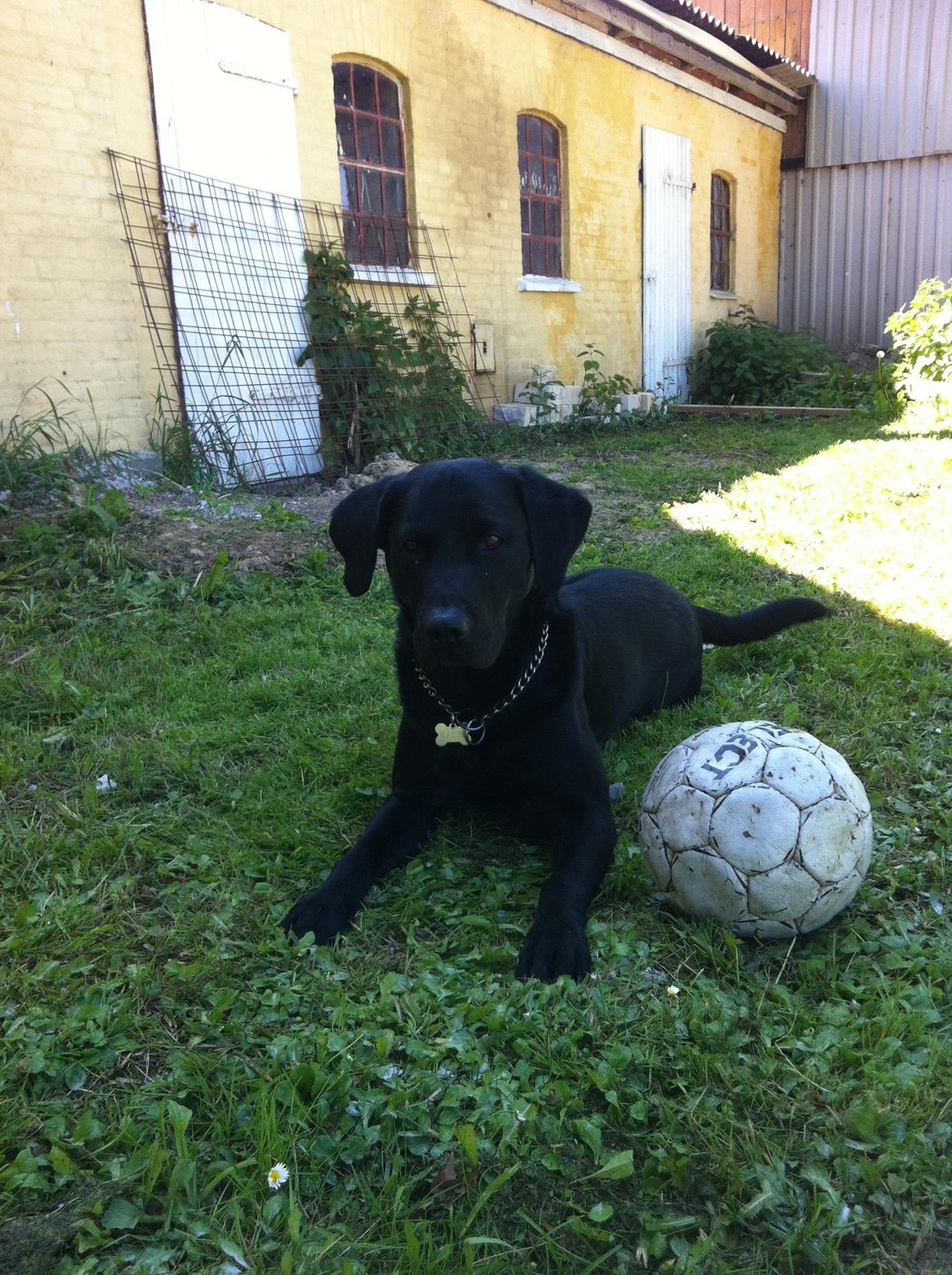 Labrador retriever Tornelund's  Basse ( himmelhund ) - jeg er klar ;) billede 4