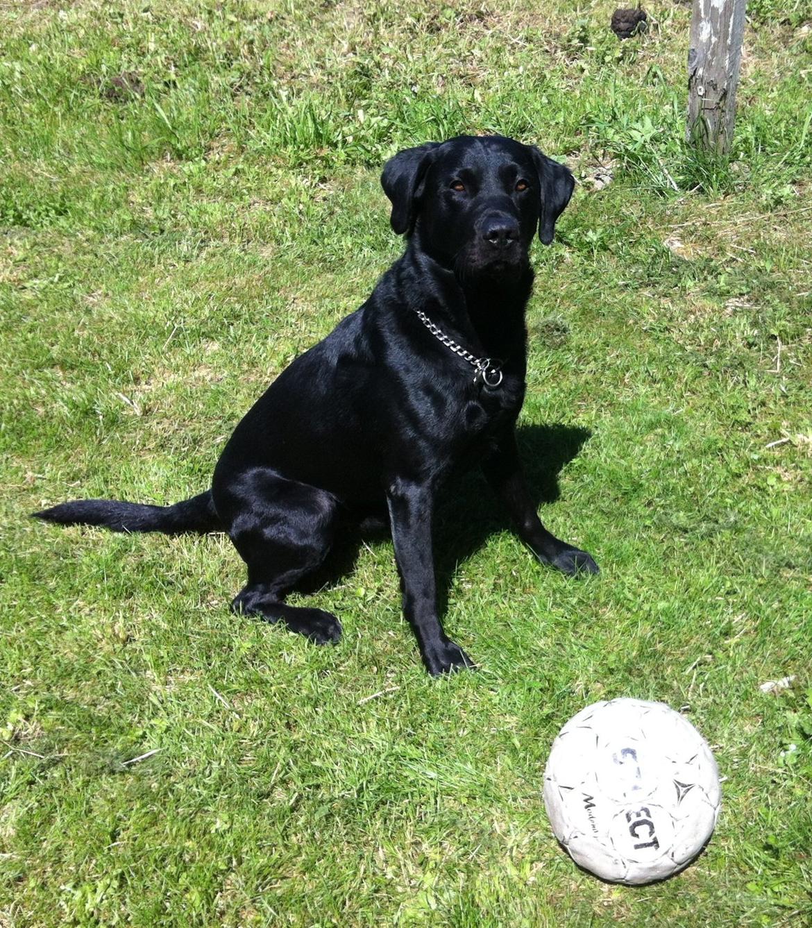 Labrador retriever Tornelund's  Basse ( himmelhund ) - se lige mig, SMUK IKKE ? :) billede 5