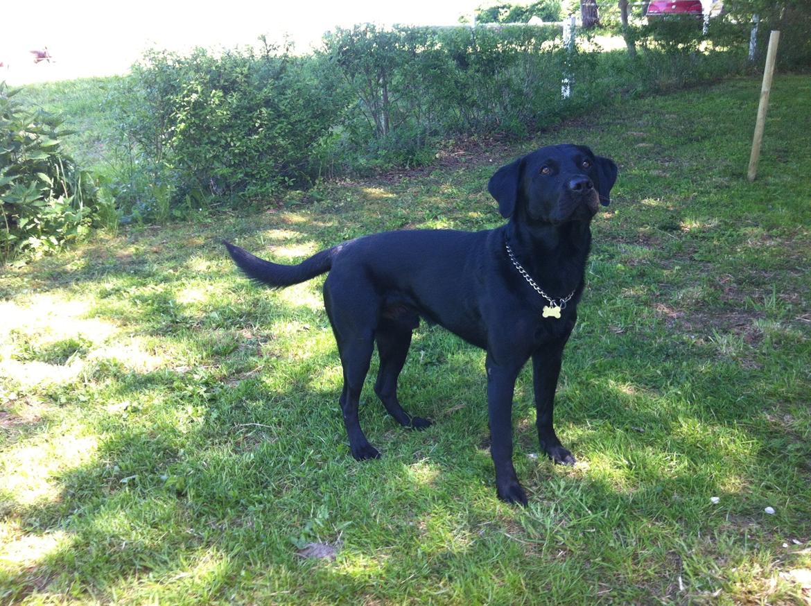 Labrador retriever Tornelund's  Basse ( himmelhund ) - kast nu den bold :D billede 6