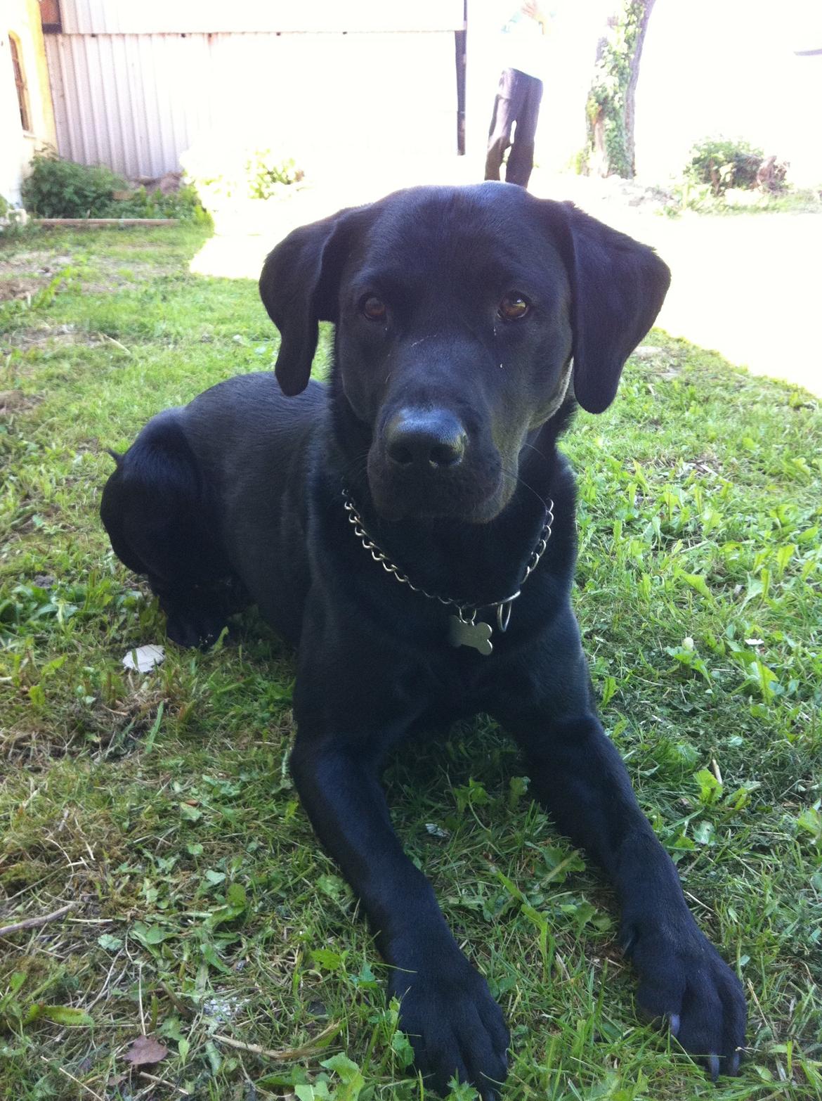 Labrador retriever Tornelund's  Basse ( himmelhund ) - jeg er da nuttet :P  billede 7