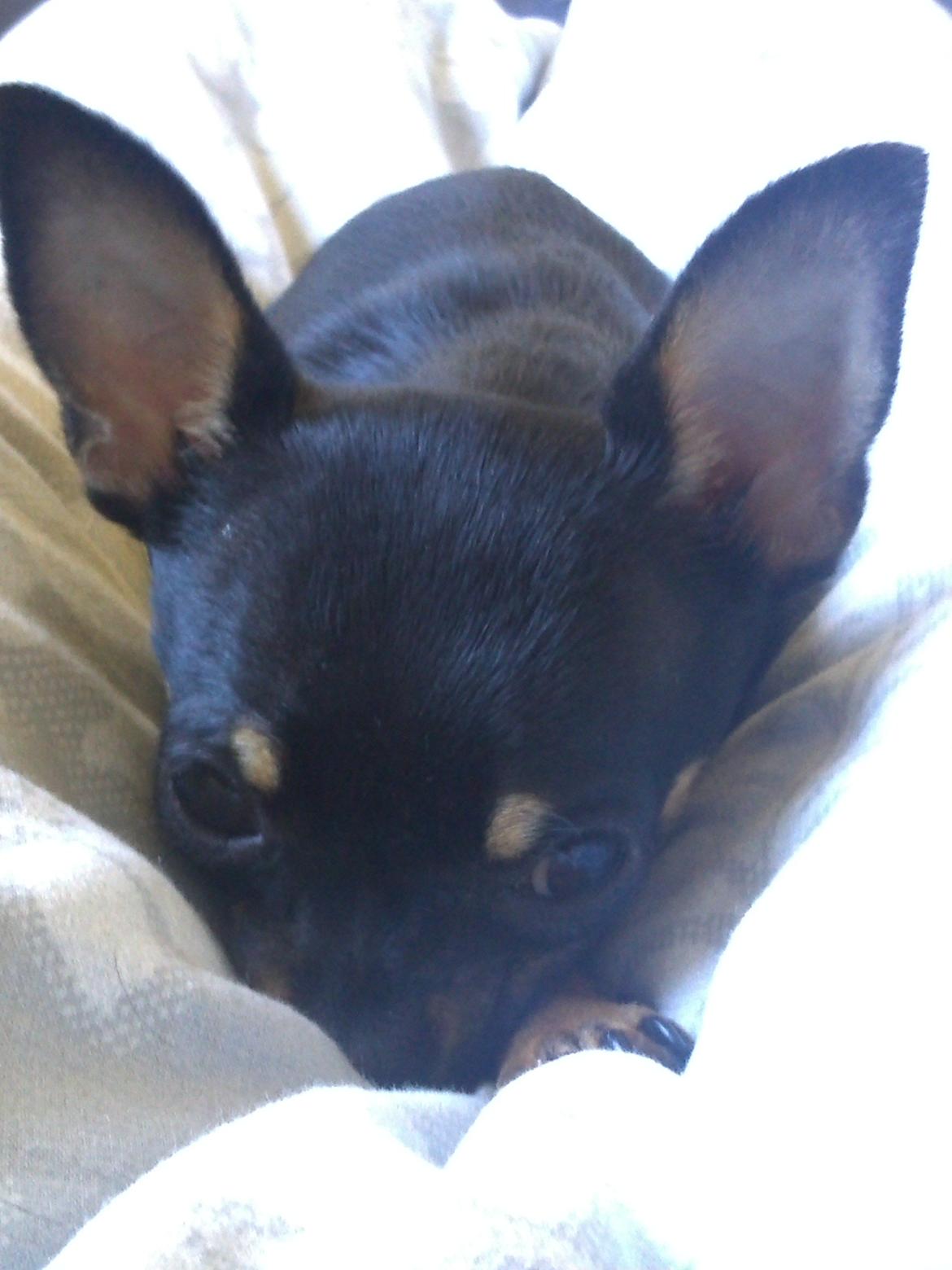 Chihuahua fie billede 6