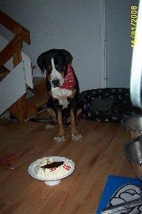 Grosser schweizer sennenhund Hundebølls Kesler  (Himmelhund) - 1 års føsdag :) billede 2