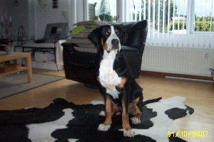 Grosser schweizer sennenhund Hundebølls Kesler  (Himmelhund) billede 5