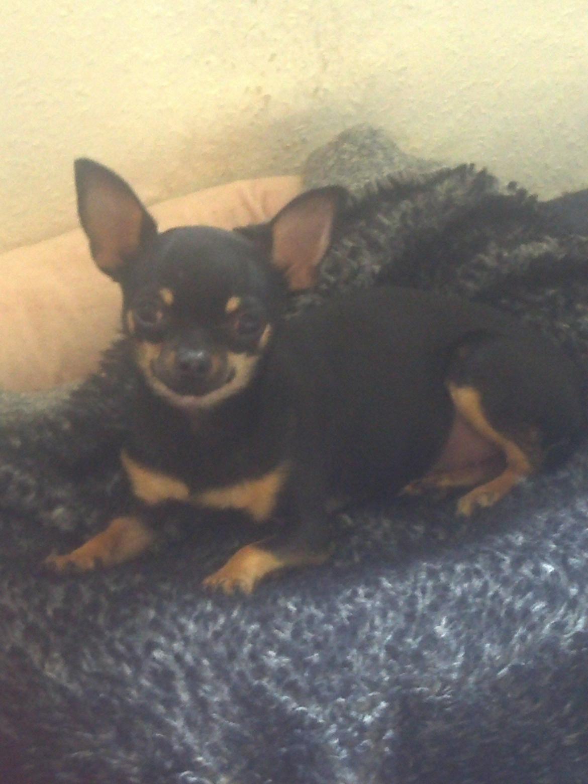 Chihuahua fie billede 9