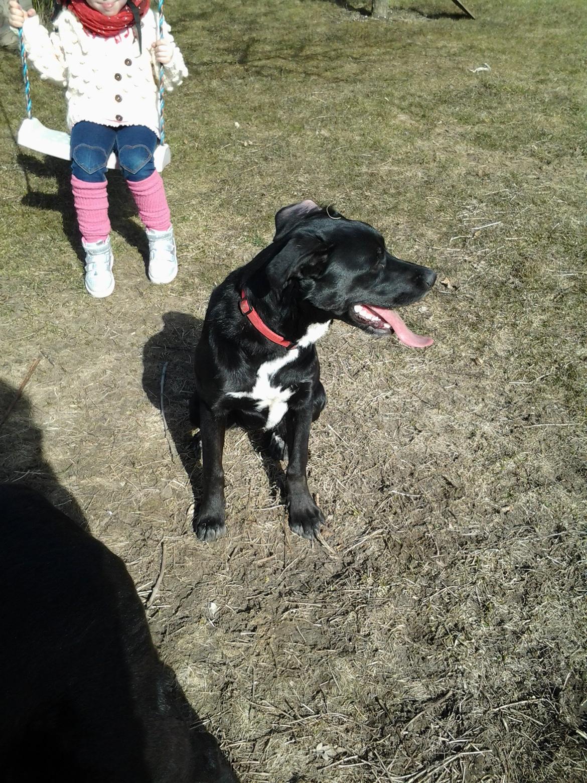 Blanding af racer Perle billede 20