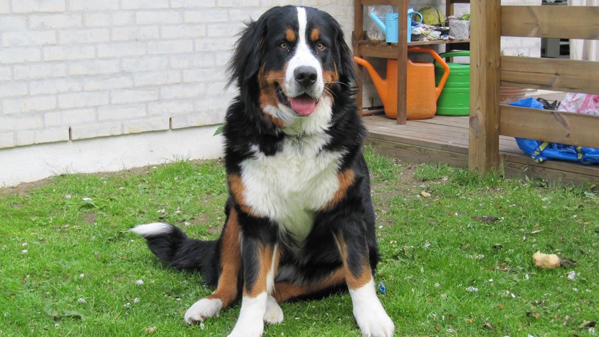 Berner sennenhund maisie billede 3