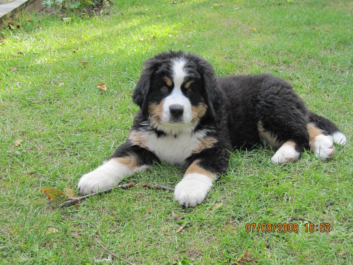 Berner sennenhund maisie billede 2