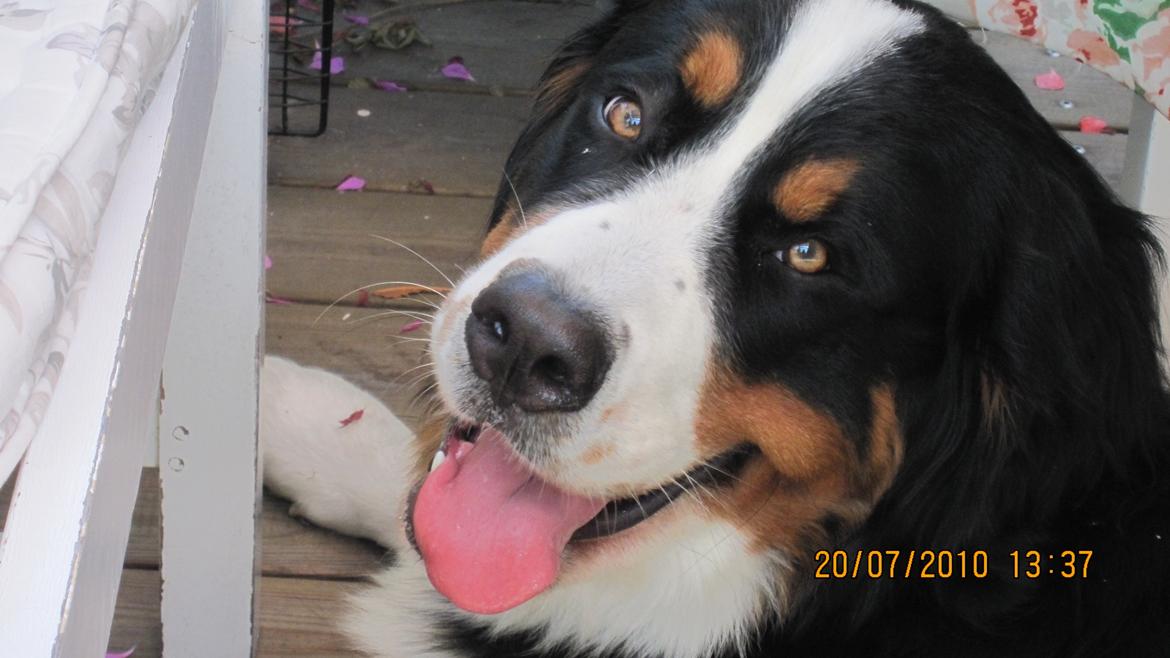 Berner sennenhund maisie billede 5