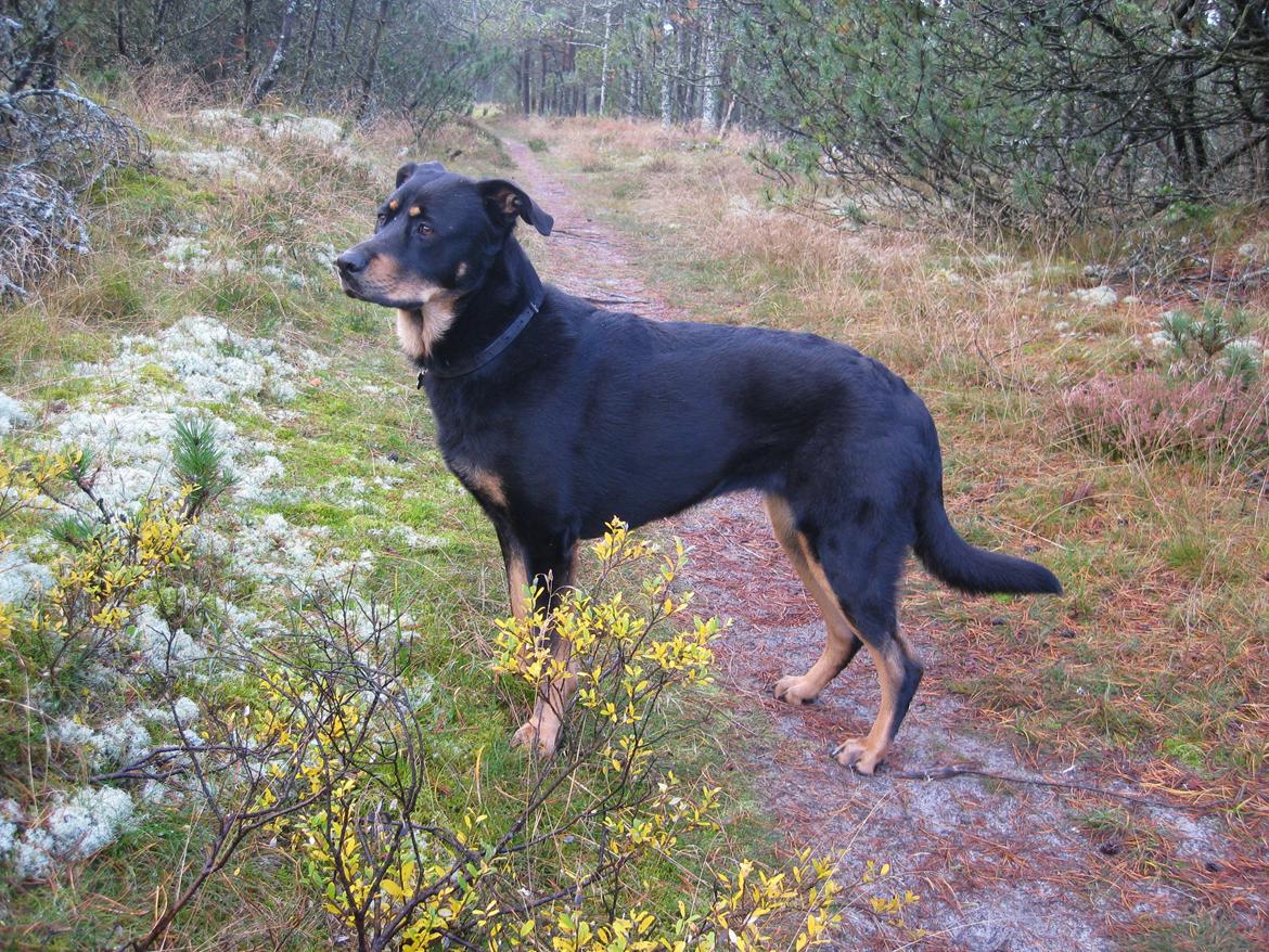 Blanding af racer Shiva billede 17