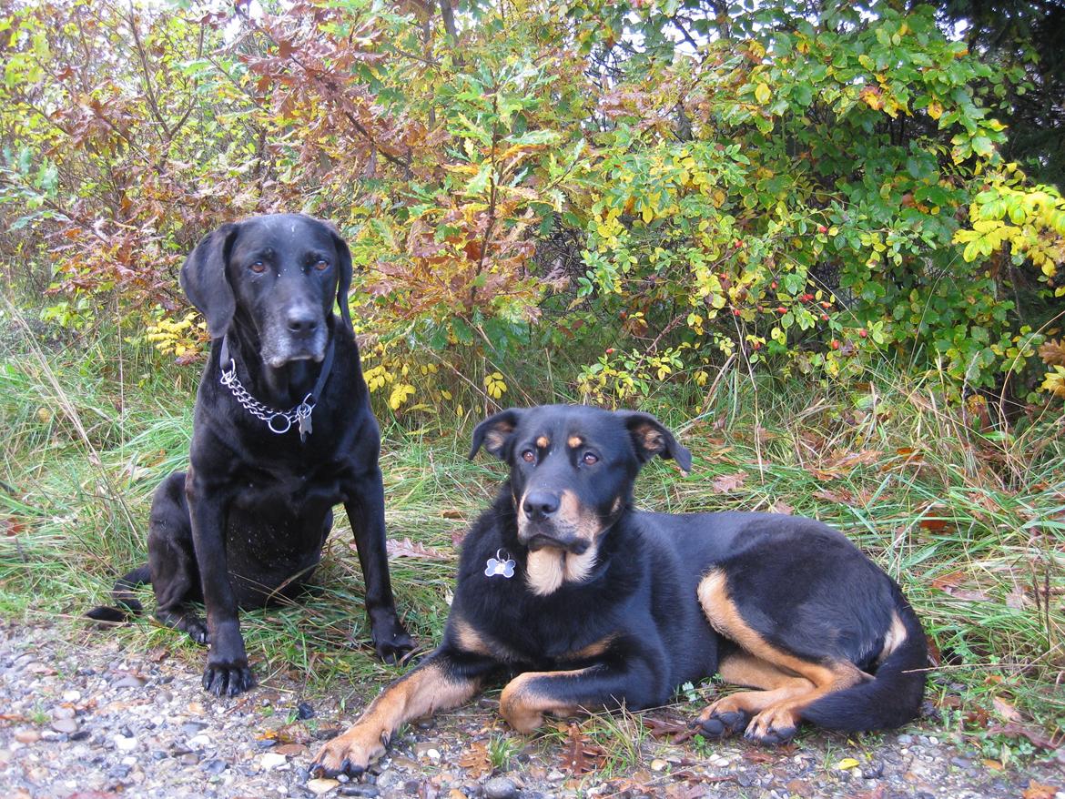 Blanding af racer Shiva billede 18