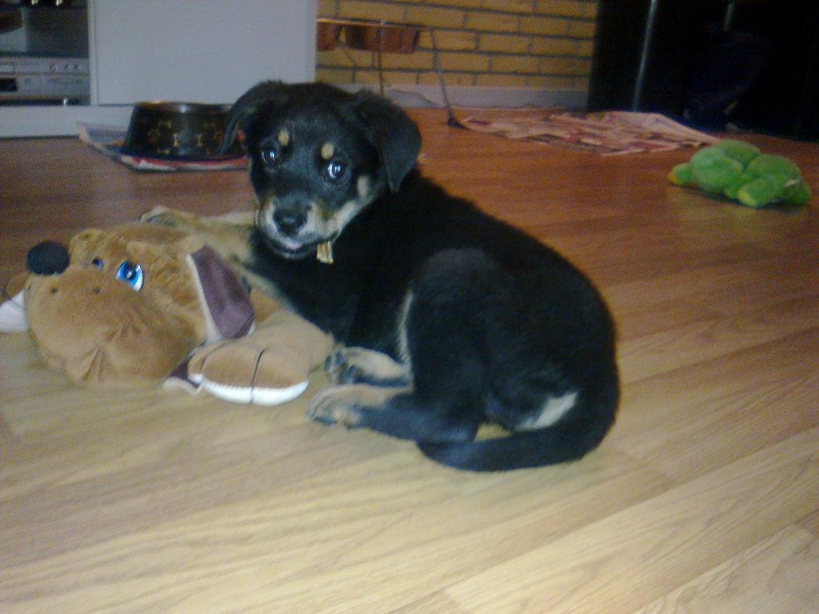 Blanding af racer Shiva billede 21