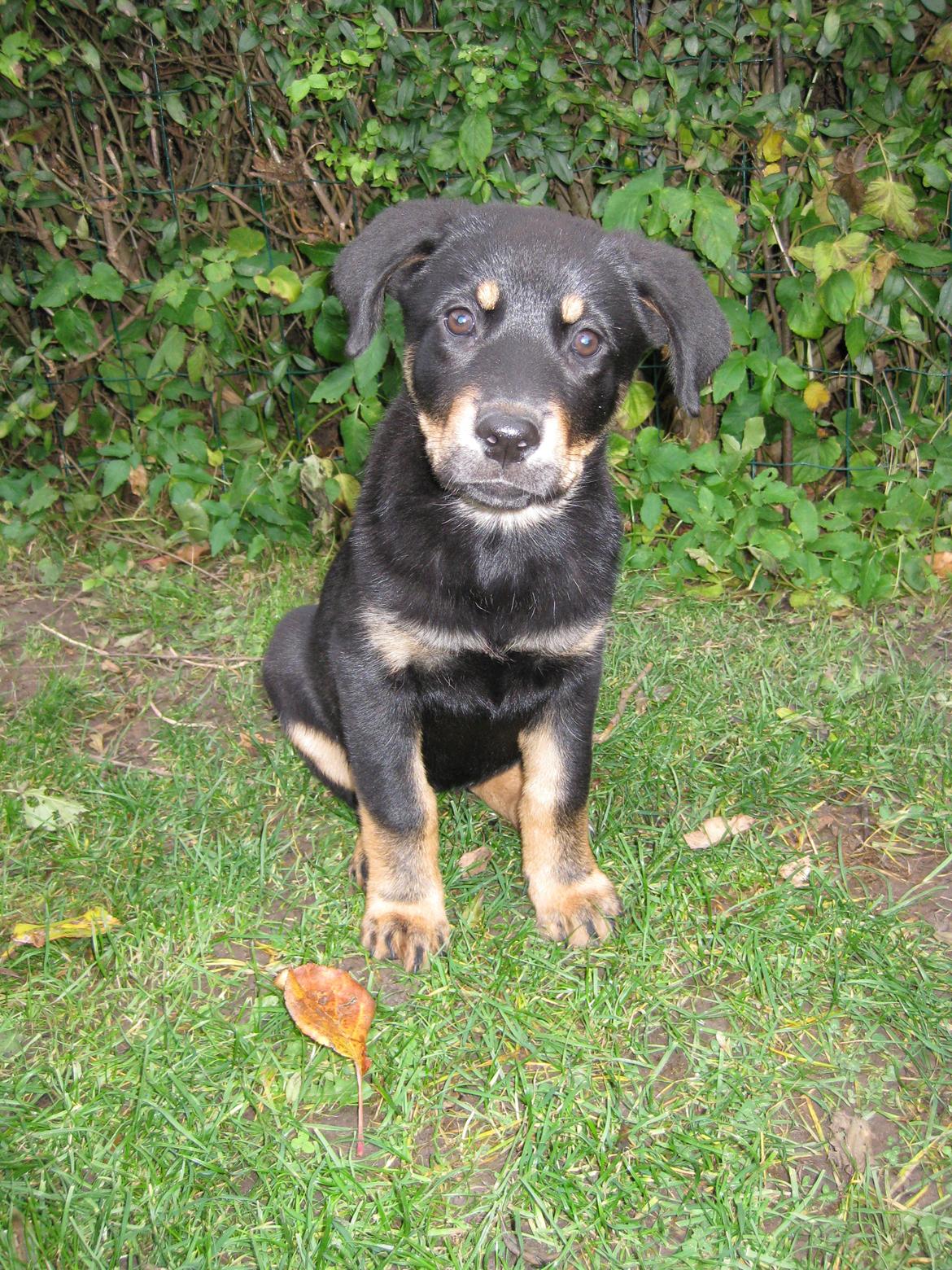 Blanding af racer Shiva billede 20