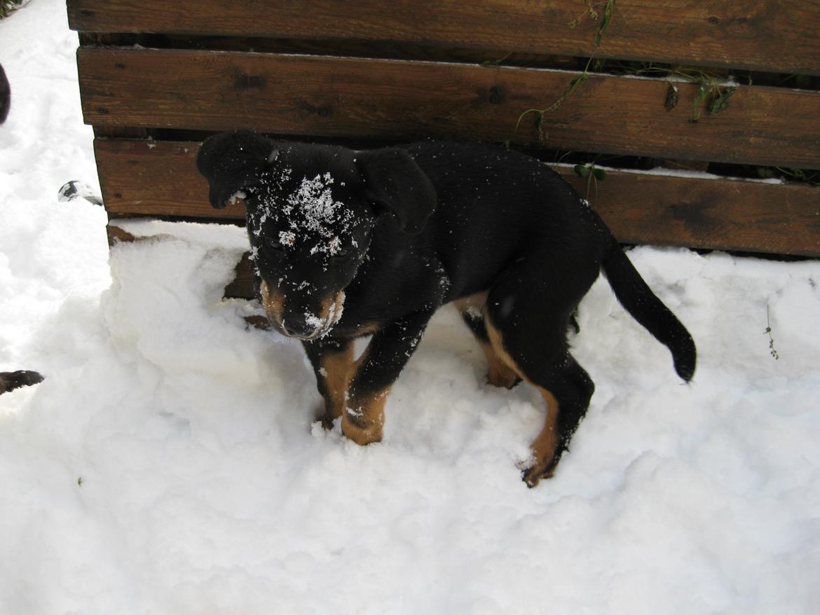 Blanding af racer Shiva billede 22