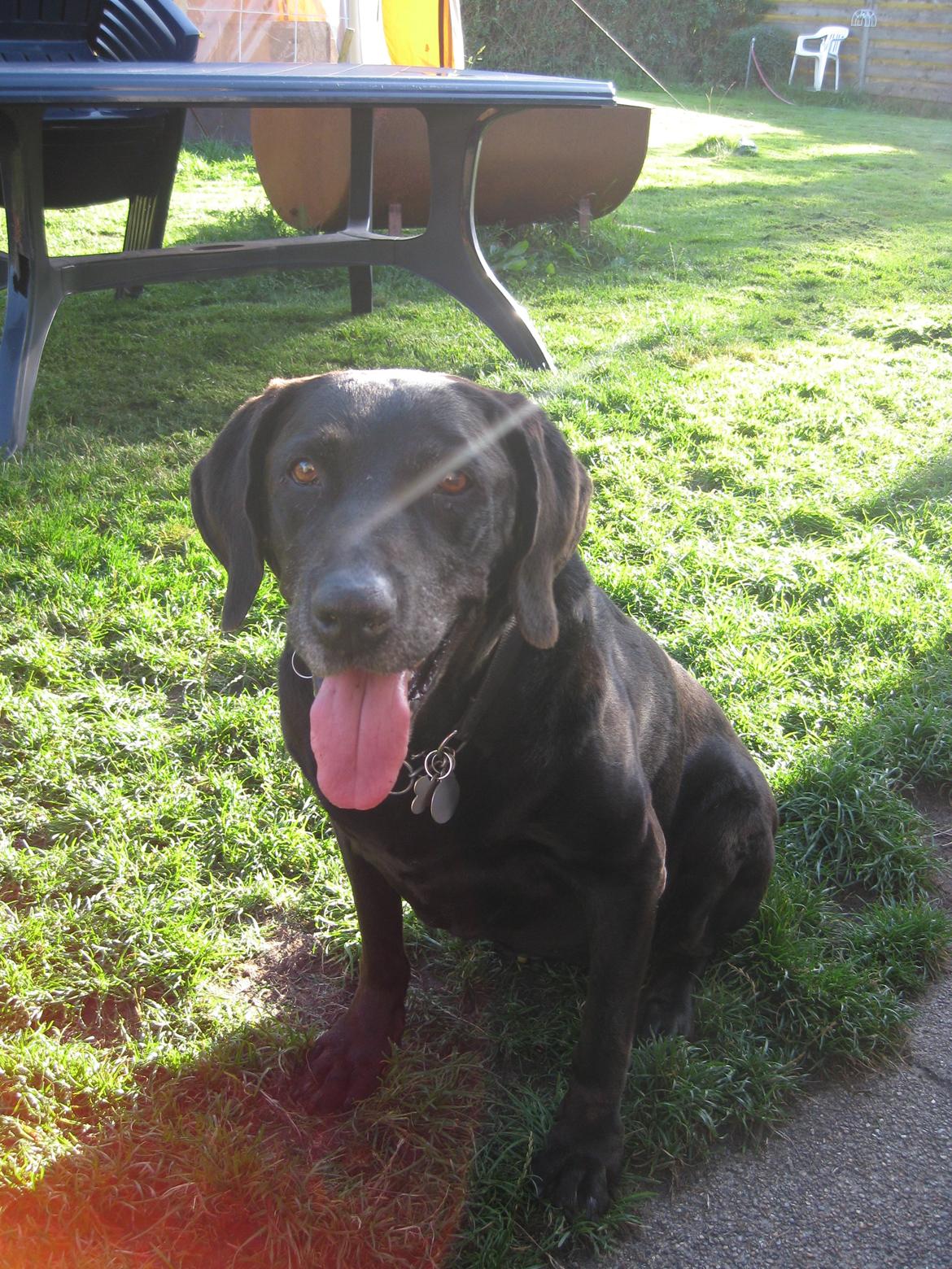 Blanding af racer Sasha billede 1