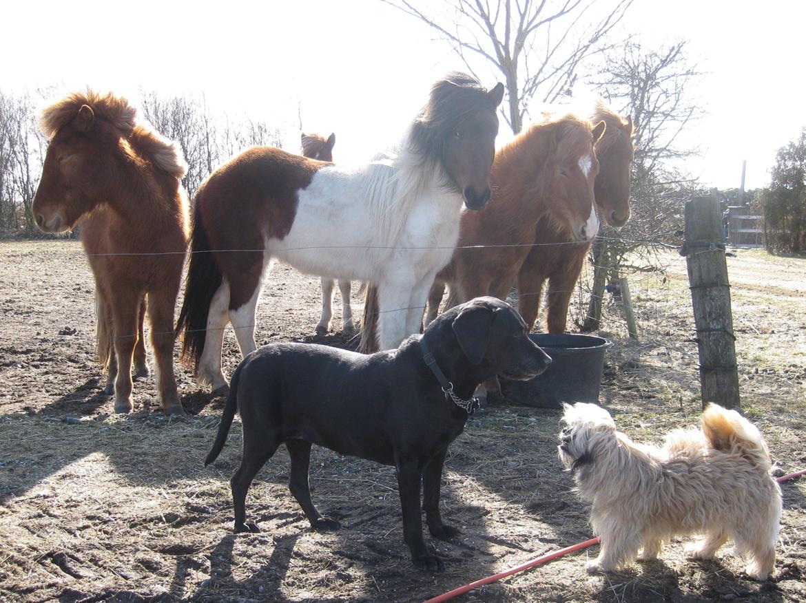 Blanding af racer Sasha billede 2