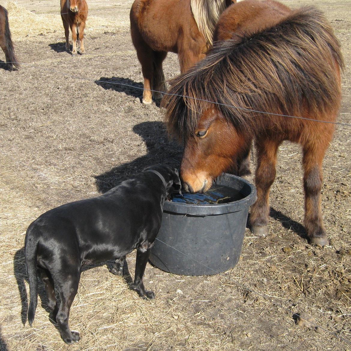 Blanding af racer Sasha billede 3