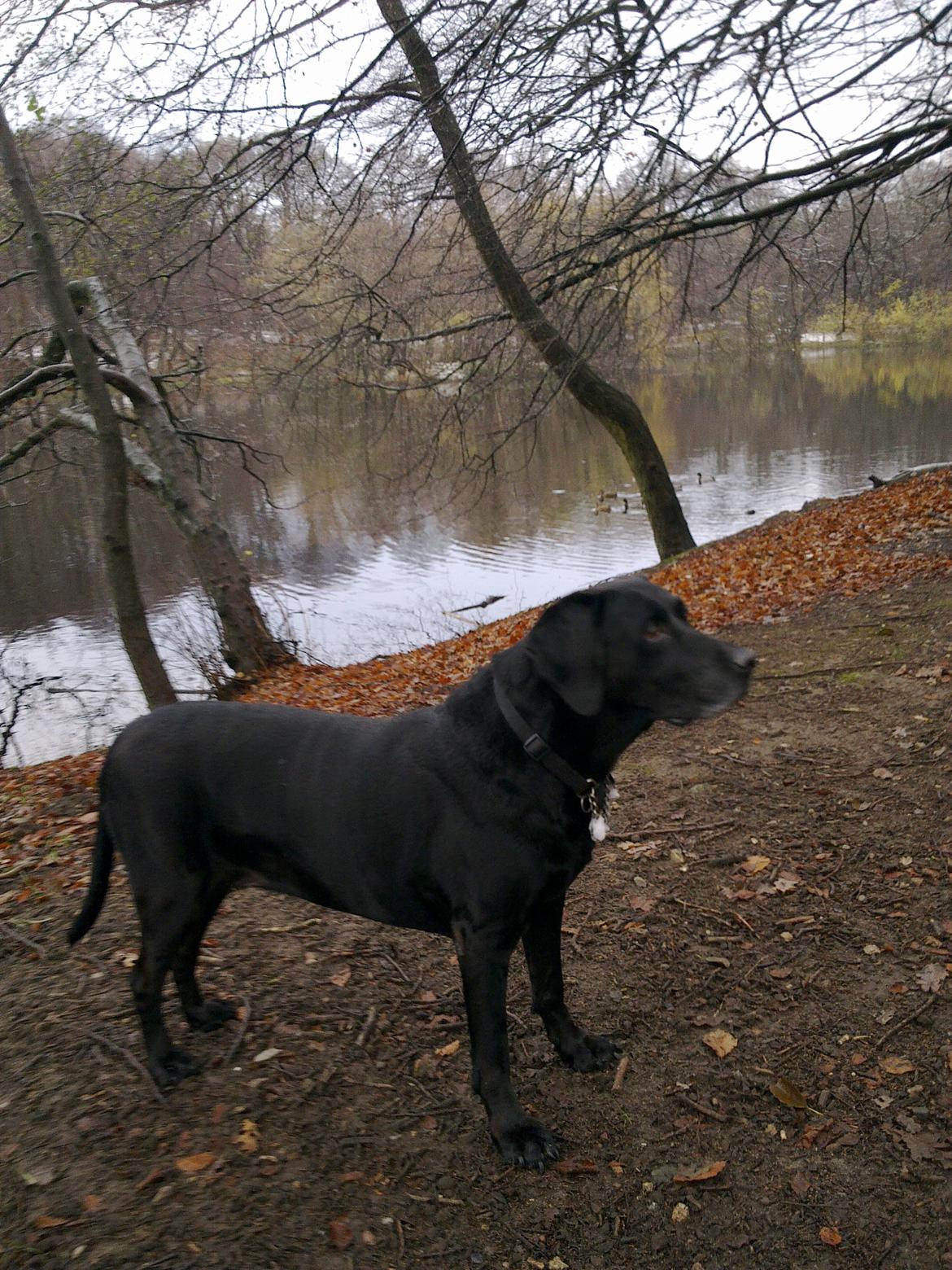 Blanding af racer Sasha billede 4