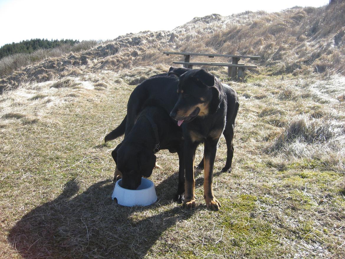 Blanding af racer Sasha billede 5