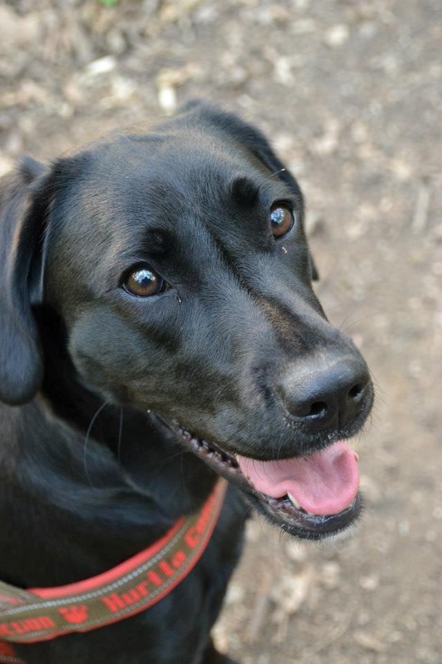 Blanding af racer Bell (labrador/boxer) - Ihhh... Hvor hun dog kan smile! billede 17