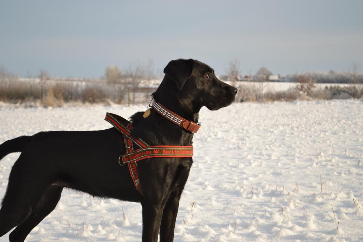 Blanding af racer Bell (labrador/boxer) - Sne! Og en tur ud over marken billede 18