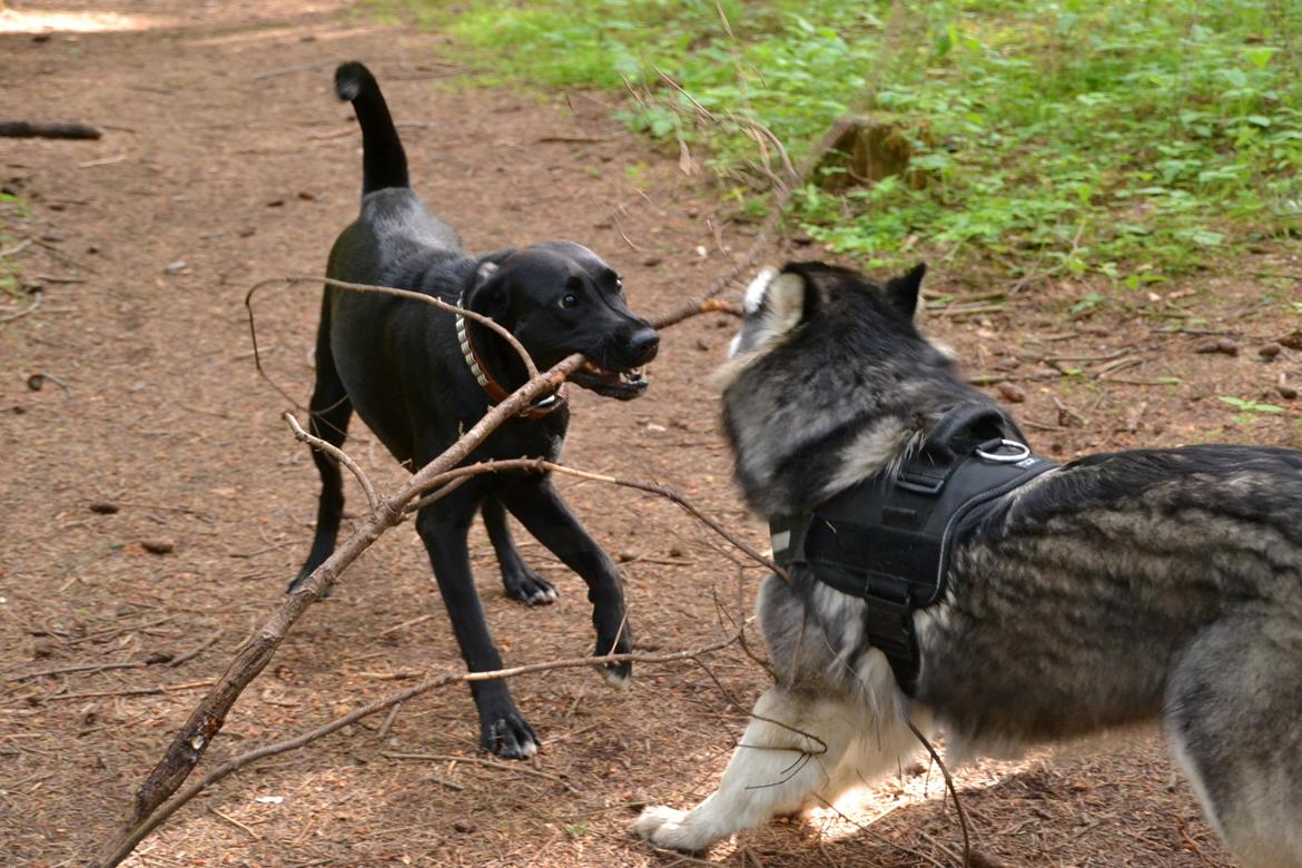 Blanding af racer Bell (labrador/boxer) - Fandt man lige en man kunne lege med i hundeskoven billede 19