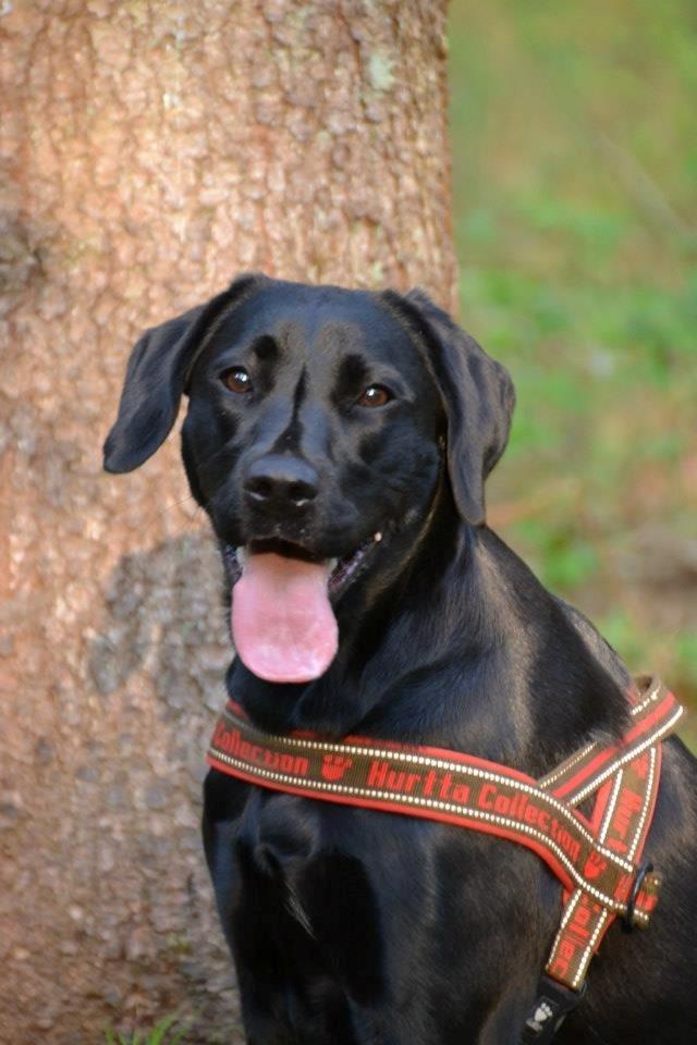 Blanding af racer Bell (labrador/boxer) billede 20