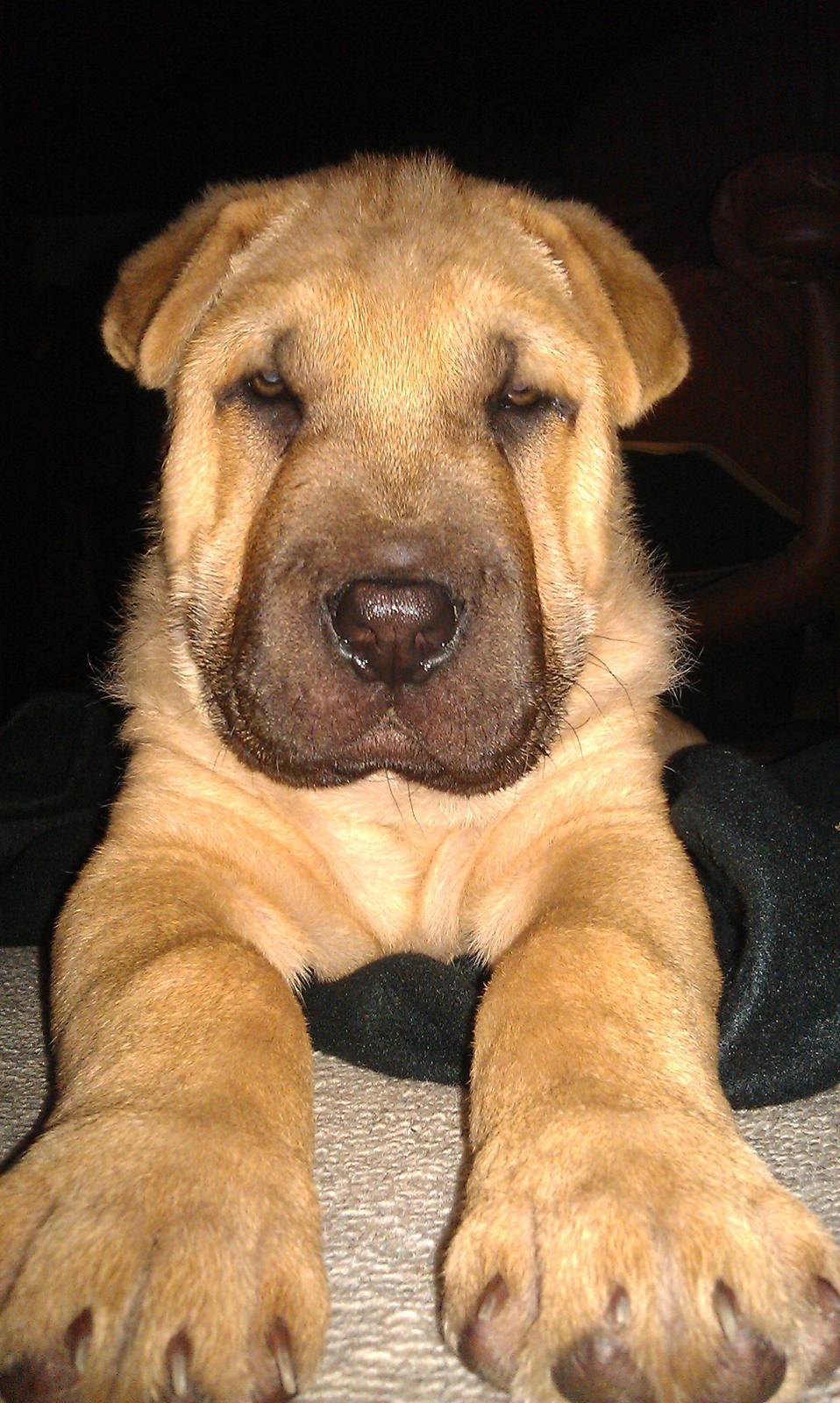 Blanding af racer Basse - Dagen efter vi havde hentet han. billede 2