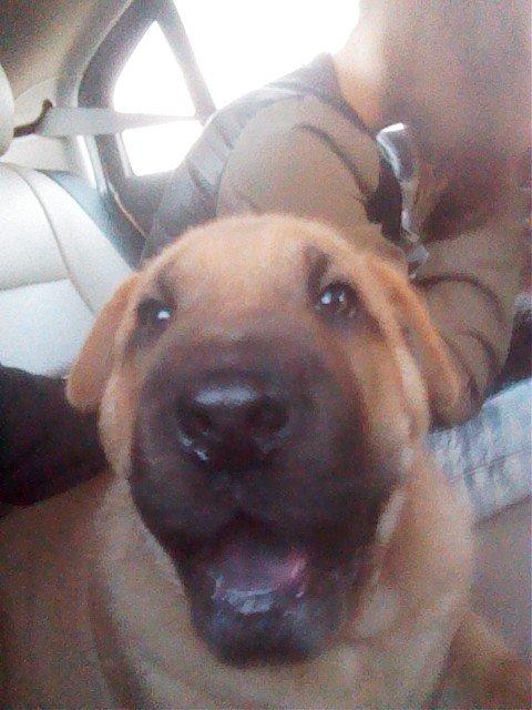 Blanding af racer Basse - Dagen hvor vi hentede ham. Vi hentede ham søndag den 16. juni 2013, så vi har ikke haft ham i så lang tid billede 1