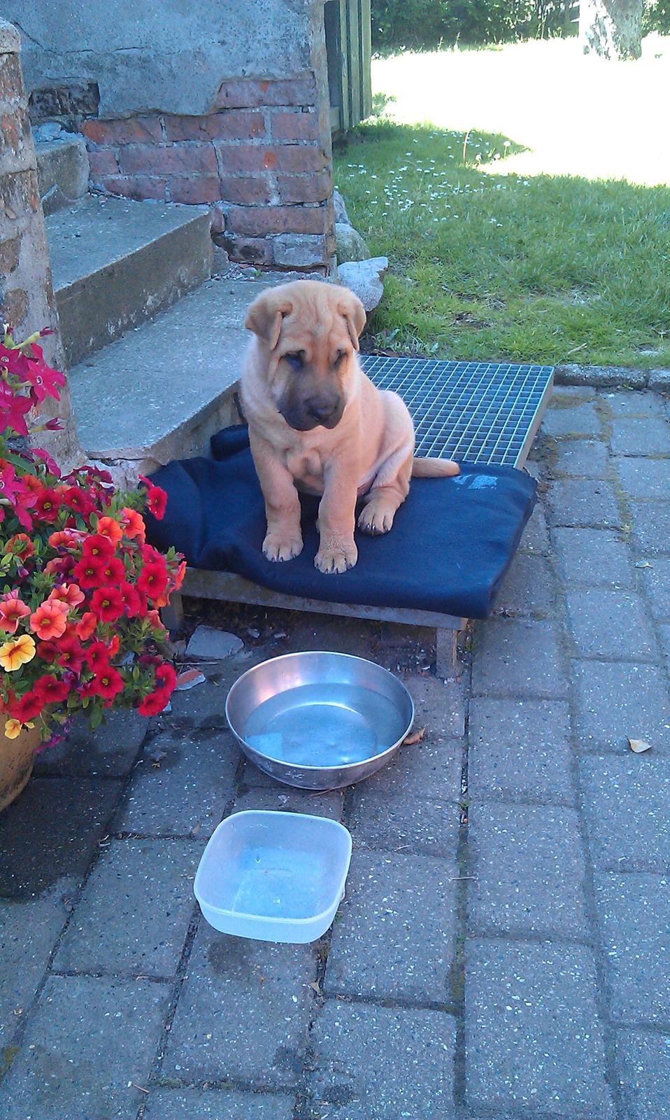 Blanding af racer Basse - Dagen efter vi havde hentet Basse. billede 3