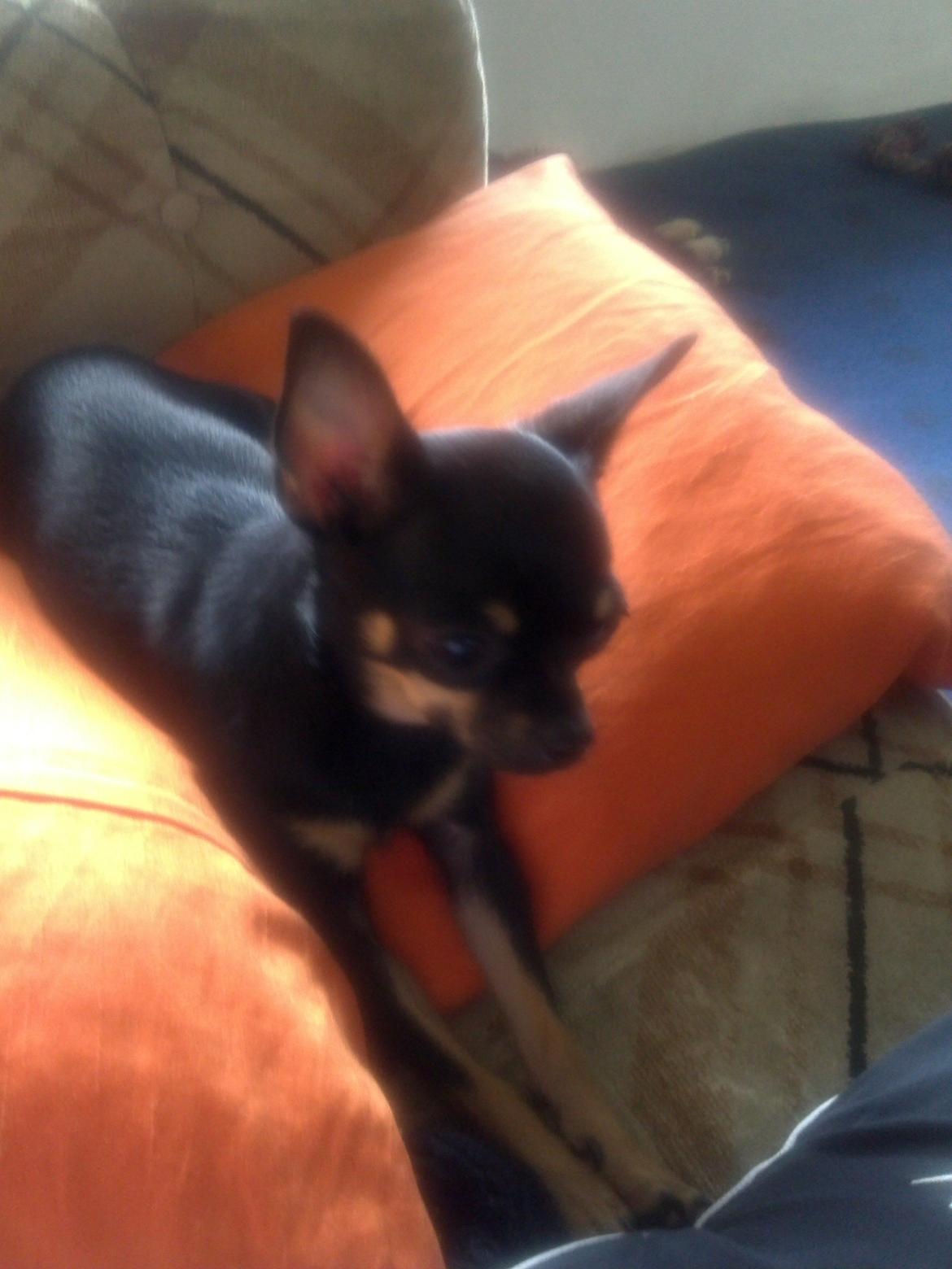 Chihuahua fie billede 12