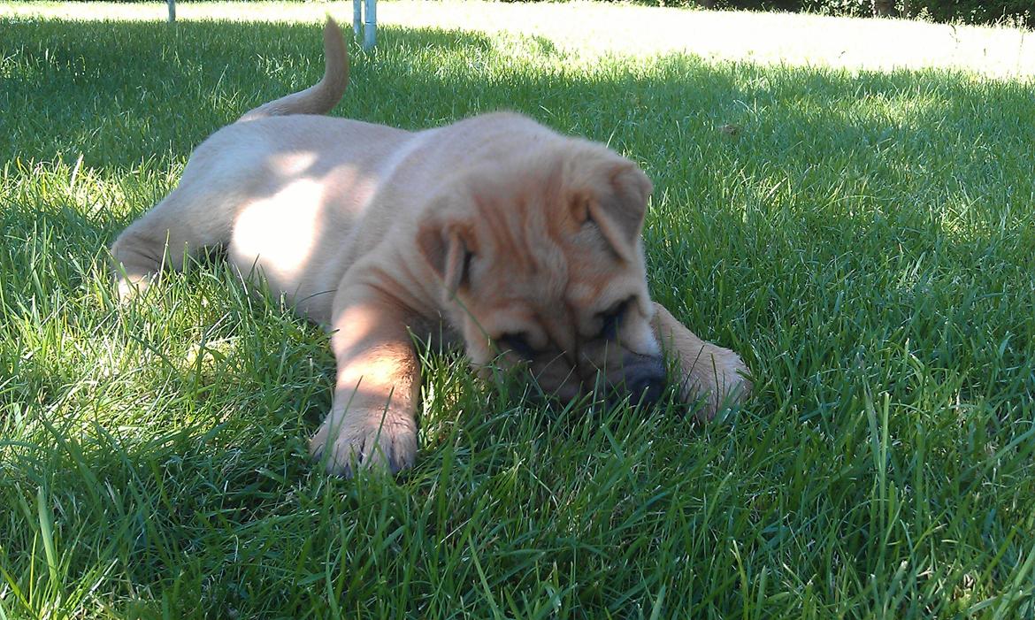 Blanding af racer Basse - Dagen efter vi havde hentet ham. billede 4