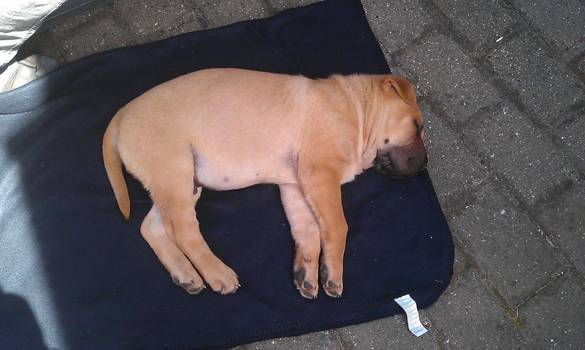 Blanding af racer Basse - Dagen efter vi havde hentet ham. billede 5