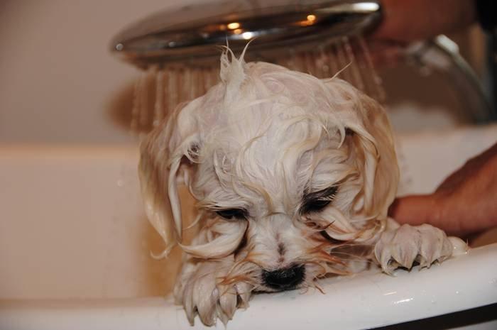 Coton de tulear Pilgaards Coton Ludvig ``Den Blå´´ - Hvorfor skal jeg i bad nu? havde det jo lige så sjovt.. billede 6