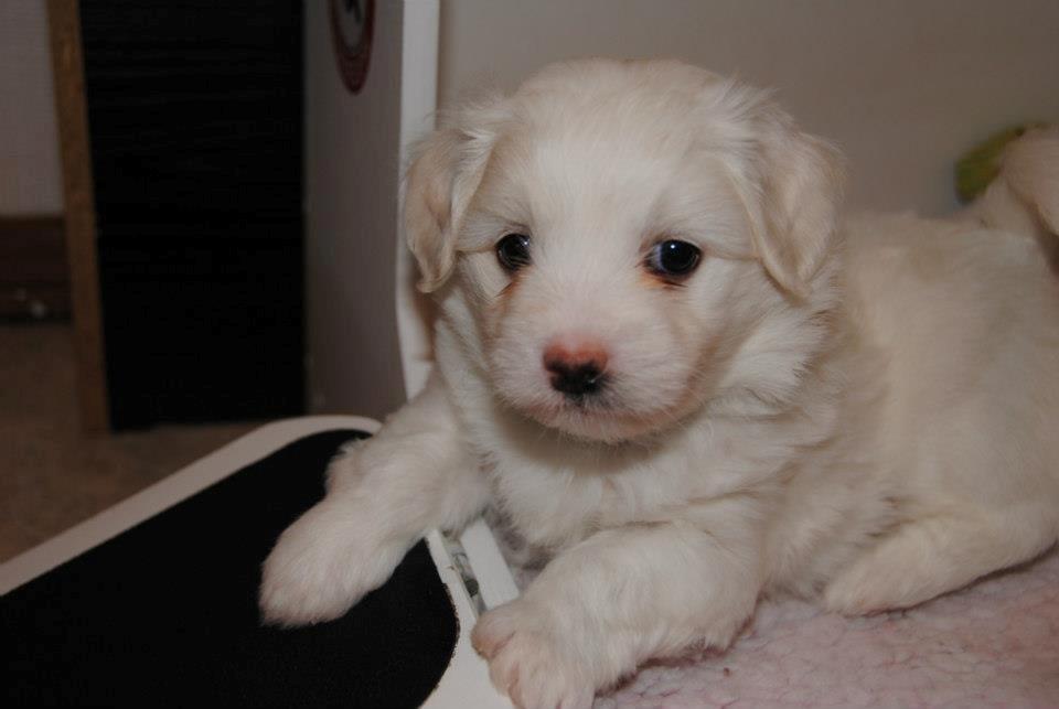 Coton de tulear Pilgaards Coton Ludvig ``Den Blå´´ - Mig da jeg var minder :) billede 7