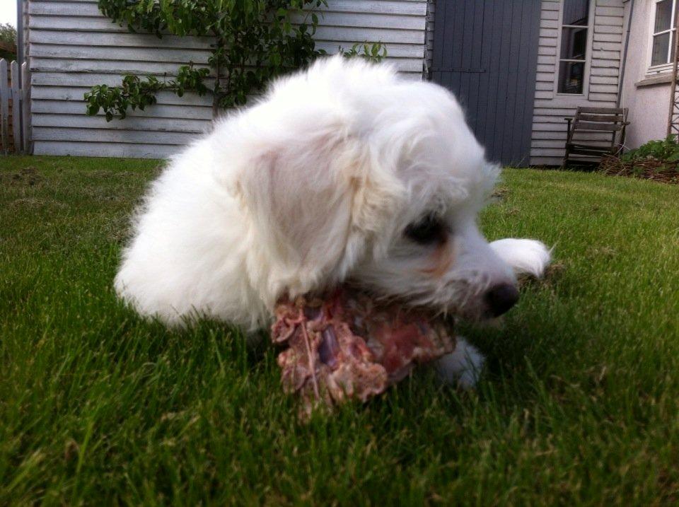 Coton de tulear Pilgaards Coton Ludvig ``Den Blå´´ - Et godt ben jeg fik da jeg kom hjem til min nye familie <3 billede 3