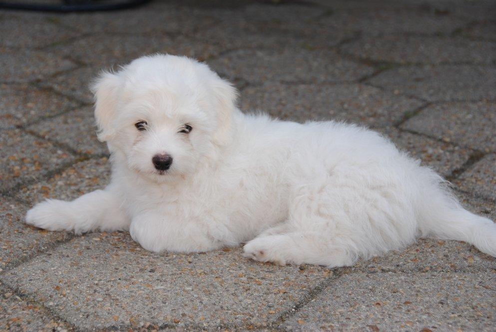 Coton de tulear Pilgaards Coton Ludvig ``Den Blå´´ - Er der ikke snart mad? :D billede 2