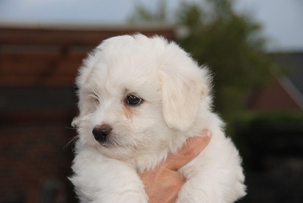 Coton de tulear Pilgaards Coton Ludvig ``Den Blå´´ - Tag mig fra min gode side! billede 8