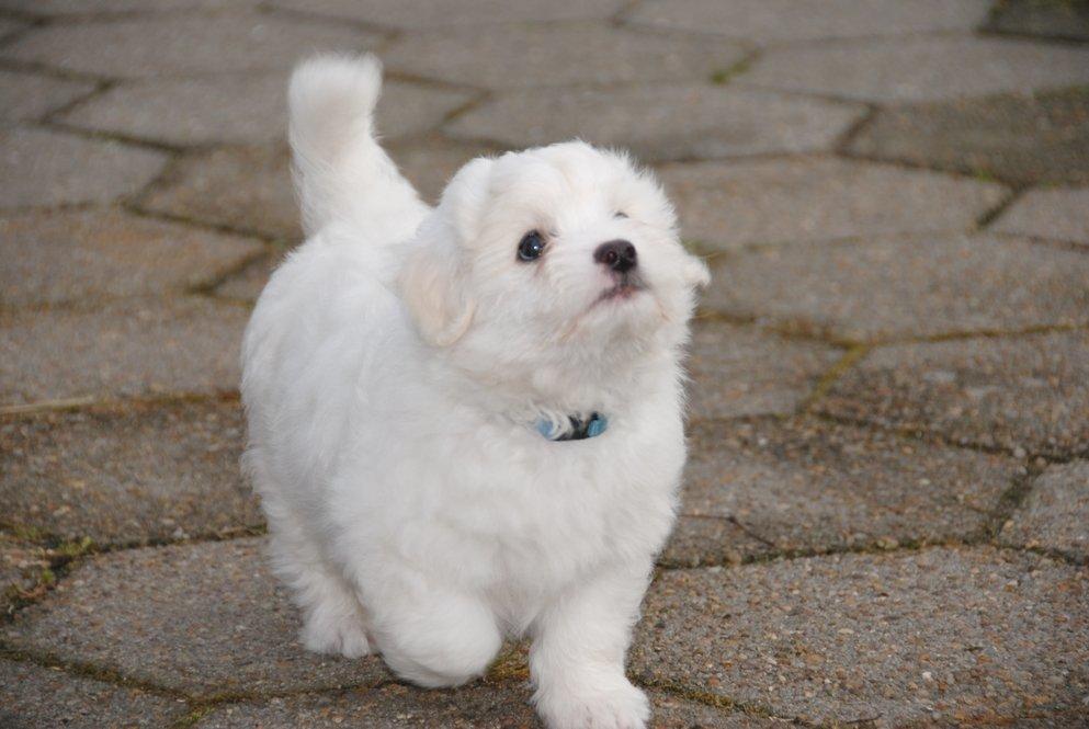 Coton de tulear Pilgaards Coton Ludvig ``Den Blå´´ - giv mig, giv mig, giv mig :P billede 5