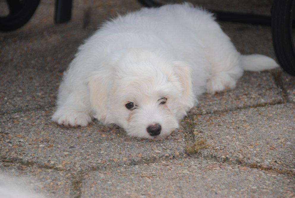 Coton de tulear Pilgaards Coton Ludvig ``Den Blå´´ - Nu vil jeg bare gerne sove.... ZzZzZz billede 9