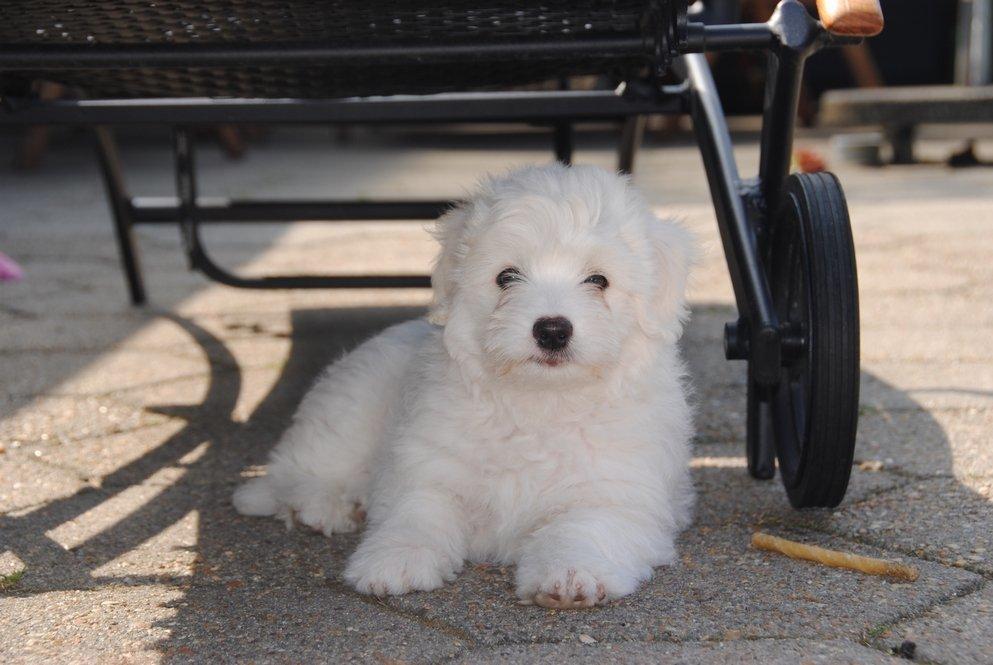 Coton de tulear Pilgaards Coton Ludvig ``Den Blå´´ - Tror jeg vil være model B-)  billede 4